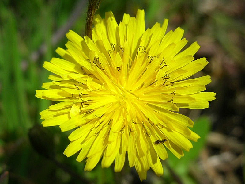 Fiori di primavera